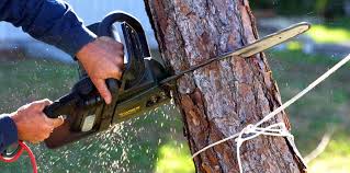 Best Commercial Tree Services  in Kealakekua, HI