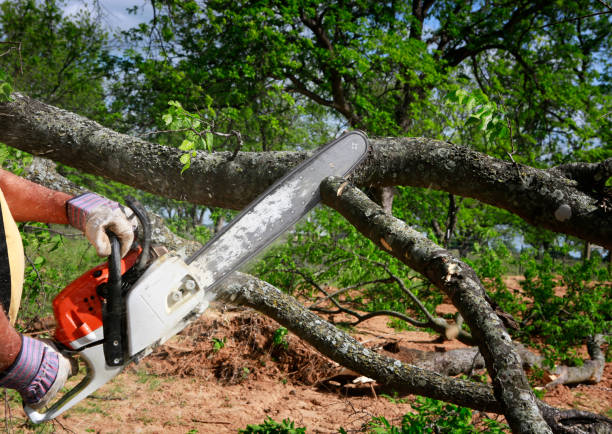 Best Tree Health Inspection  in Kealakekua, HI